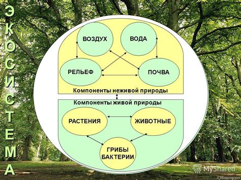 Что такое совокупность организмов на суше?