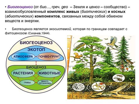 Шакалы и экосистема