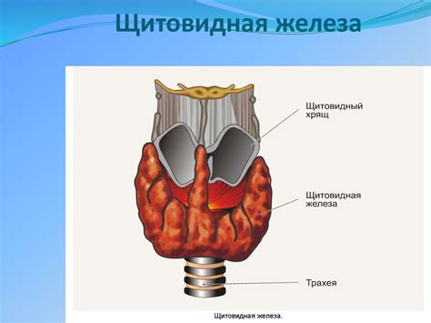 Щитовидная железа: функции и строение