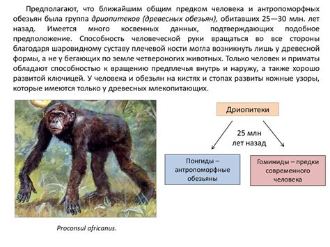 Эволюционное развитие и общий предок