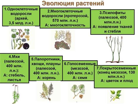 Эволюция наземных растений: псилофиты и их появление