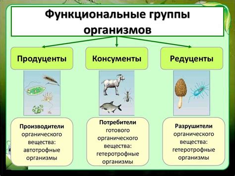 Эволюция псилофитов: их роль в экосистеме