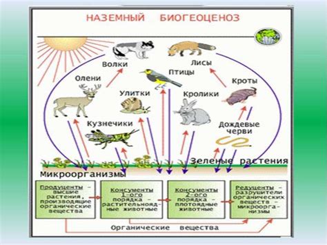 Экологический подход к обработке курятника