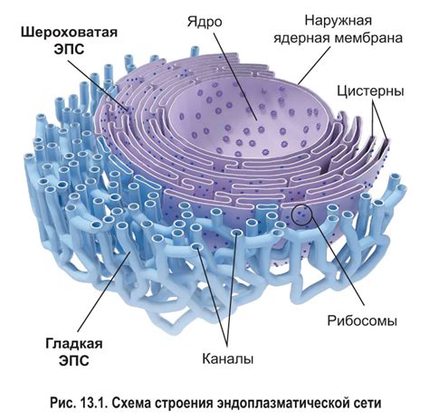 Эндоплазматическая сеть и белковый синтез