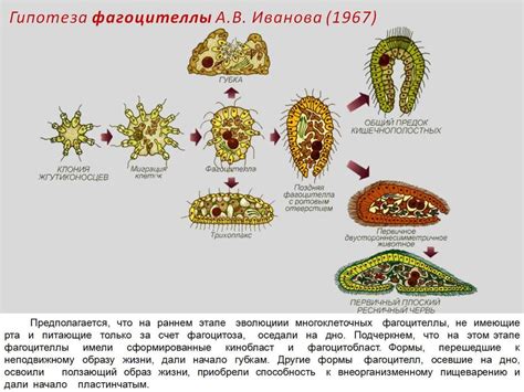 Эпоха первых многоклеточных организмов