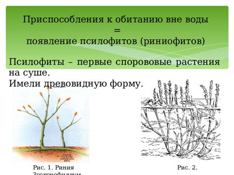 Эра псилофитов: первые наземные растения