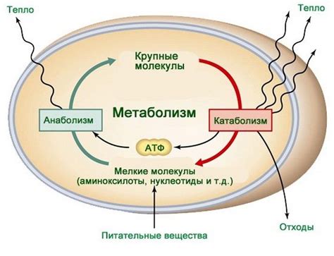 Яблоки и метаболизм