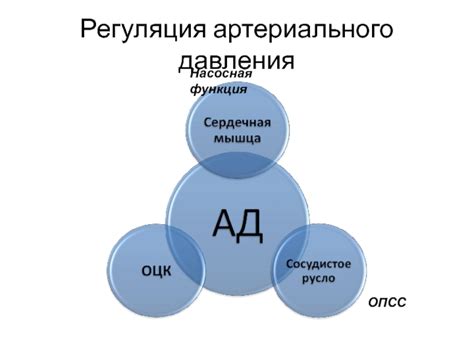  Бананы и регуляция артериального давления 