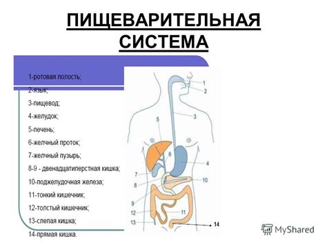  Влияние на пищеварение и усвоение питательных веществ 