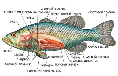  Как рыбы контролируют свою плавучесть 