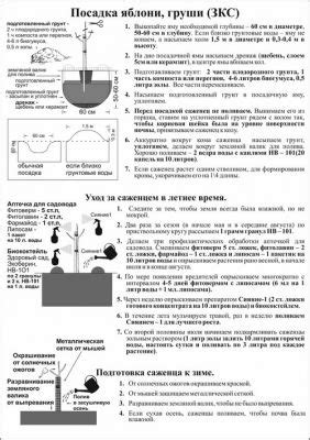  Раздел 5: Преимущества совместной посадки яблонь и груш 