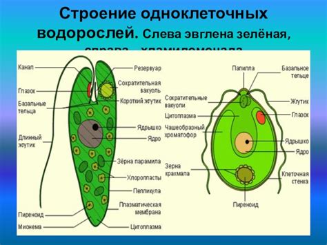  Функции ядра у эвглены зеленой 