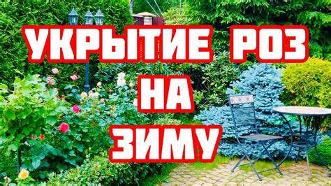  Что делать с укрытием кустовых роз весной? 